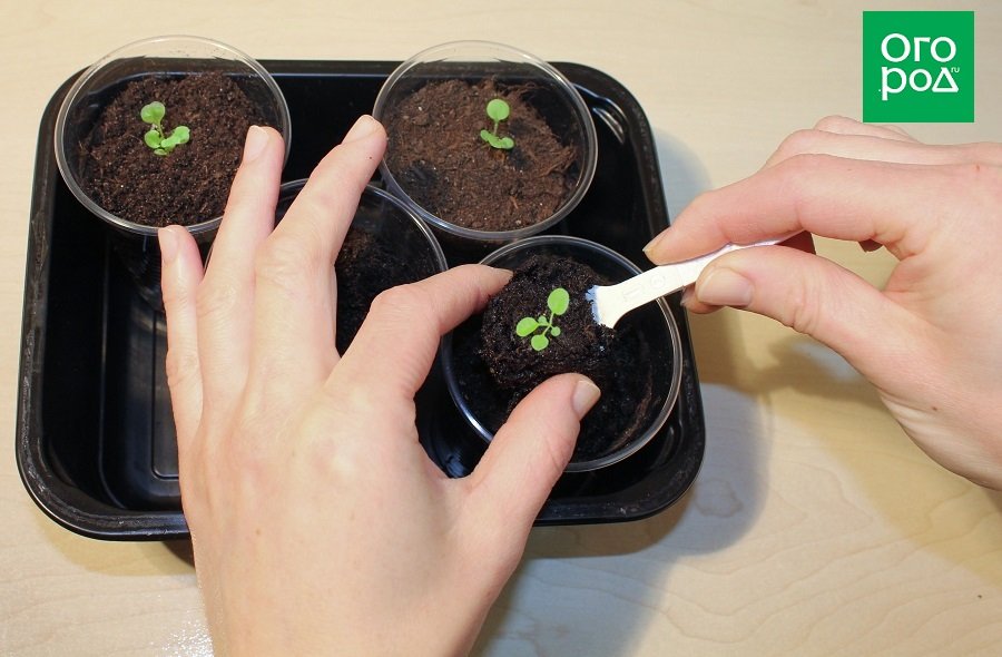 Как вырастить рассаду петунии из семян в домашних условиях | В цветнике (sauna-ernesto.ru)